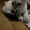 むちゃくちゃ人懐っこい子です。 サムネイル6