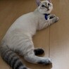 むちゃくちゃ人懐っこい子です。 サムネイル7