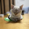 むちゃくちゃ人懐っこい子です。 サムネイル4