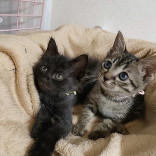 生後２ヶ月、ふわもふ＆ぱちくり兄妹２