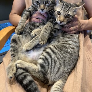 仲良し兄弟キジ君