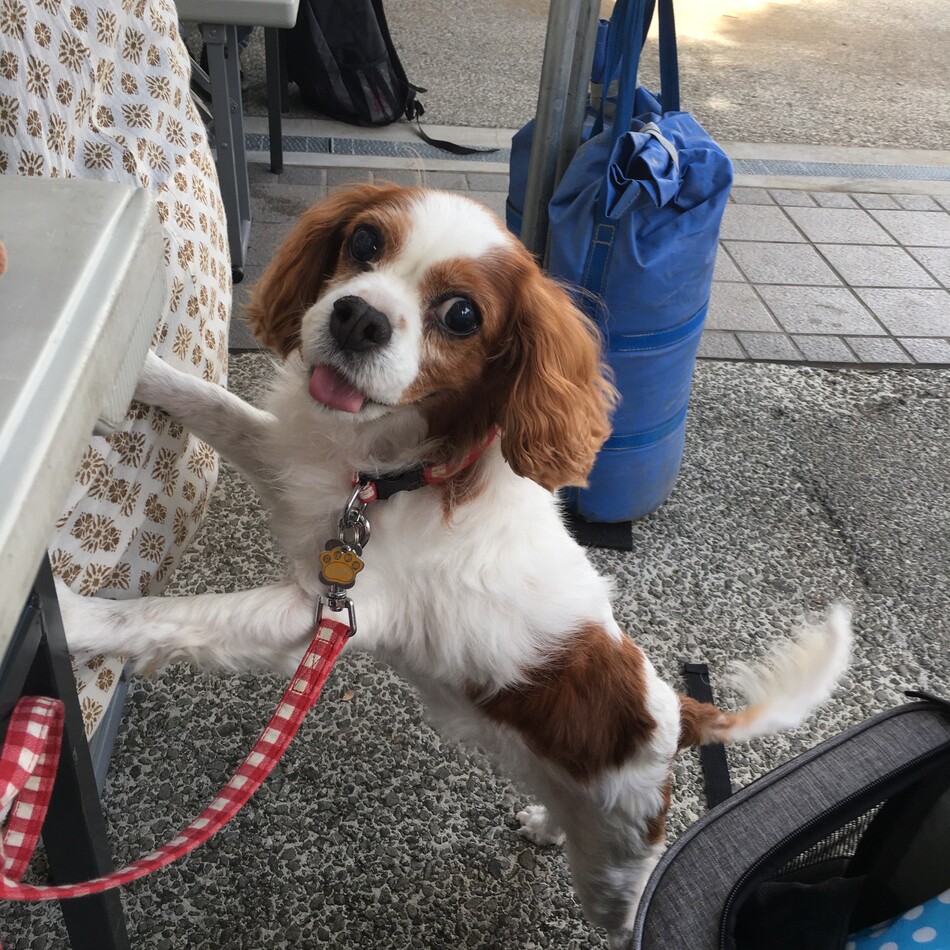ディアナのカバー写真