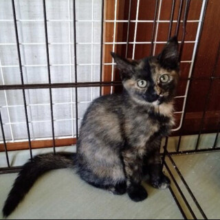 4ヶ月の可愛い「ムーラン」