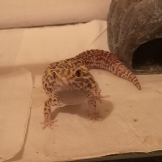 爬虫類飼育ケージ レオパ（ヒョウモントカゲモドキ）里親募集のため