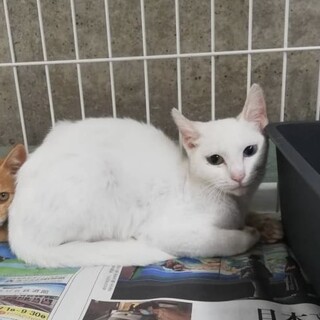 怖がりな白猫【もちこちゃん】