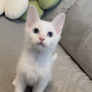 綺麗な青い目の男の子【スイくん】