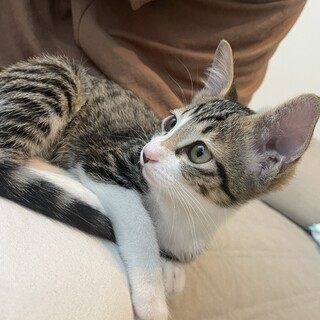 甘えん坊の女の子【メロちゃん】