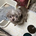 人が大好きすぎるわんこ