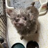 人が大好きすぎるわんこ サムネイル2