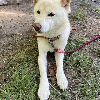 お散歩大好き白柴おばあちゃん