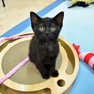 元気いっぱい黒男の子