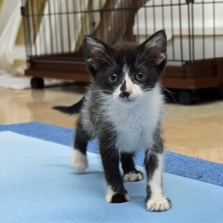 見れば見るほど味がある白黒ちゃん