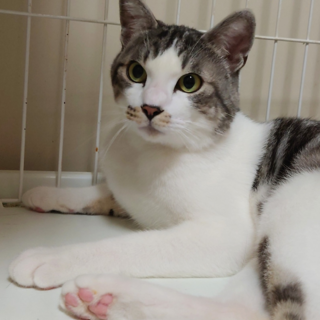 (トライアル中！)今度こそ幸せに「トラヒコ」