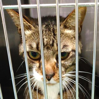 【感謝】繋がります！スリゴロ５ニャン！