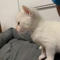 3週間の甘えん坊子猫です。（交渉中