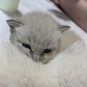 3週間の甘えん坊子猫です