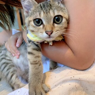 ワンコじゃないよニャンコだよ♡もんた