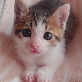 募集停止　大好きキジ白女子❤️クレープ