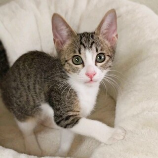 募集停止　人気のキジ白女子⭐️きしな