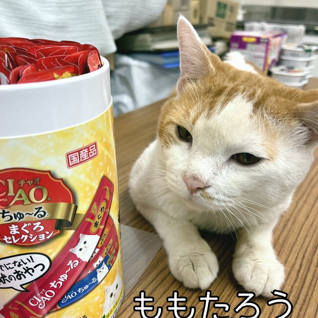 すみだ地域ねこの会のカバー写真