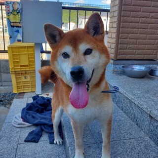 推定5歳の柴犬里親緊急募集