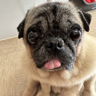 パグの魅力いっぱい♂