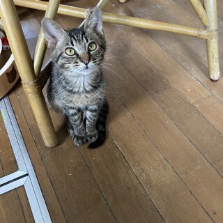 譲渡会　9/16〜9/17 キジトラ　ひまわり君