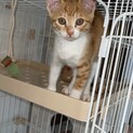 ＦＩＶ陽性です。
