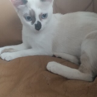 シャム系ミックスの女の子、名前はメルモです。