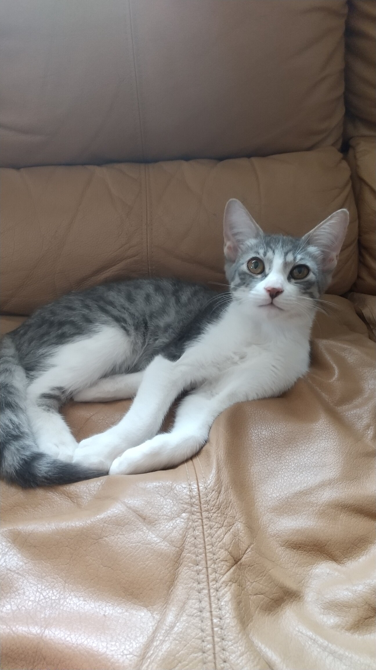 サバ白の女の子、名前はア」千葉県 - 猫の里親募集(466107