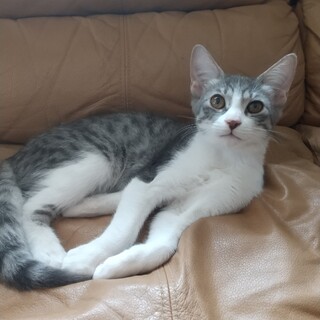 サバ白の女の子、名前はア」千葉県 - 猫の里親募集(466107