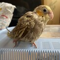 オカメインコの雛　　決まりました