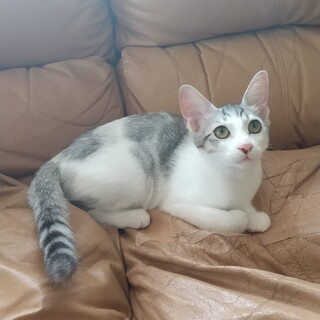 サバ白の男の子、名前はフクです。