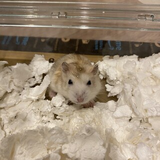 【至急募集】2ヶ月くらいのハムスター
