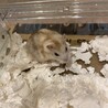 【至急募集】2ヶ月くらいのハムスター サムネイル2