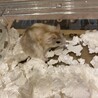 【至急募集】2ヶ月くらいのハムスター サムネイル3