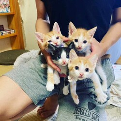 in春日井市☆続々・何と子猫が60匹～子猫の大祭！☆2023年8月19日（土）～ ちーむ にゃいんず