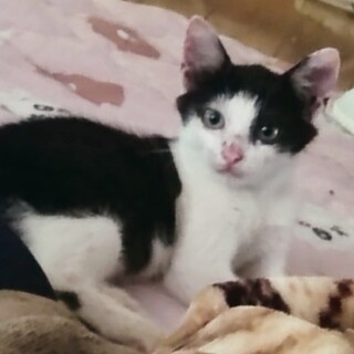 元気なメス猫ちゃんです。