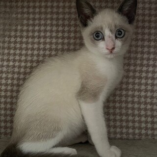 カッコイイ☆シャムMIXエース君