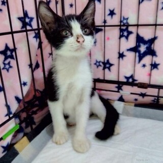 人にベッタリ甘えん坊な子猫