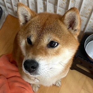 人のそばが大好き！甘えん坊柴男子ムサシ