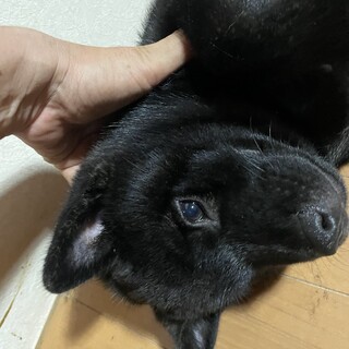 甲斐犬　優良血統の男の子
