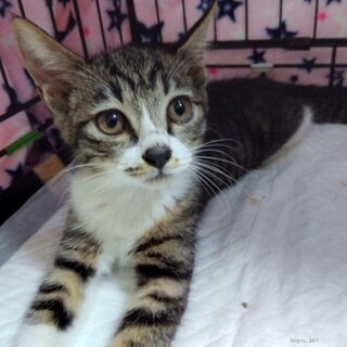 可愛く元気ミルク大好き子猫(避妊済)