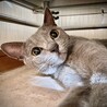 遺棄されたロシアンブルー？ サムネイル2