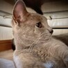 遺棄されたロシアンブルー？ サムネイル3