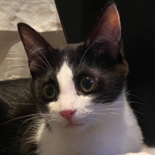 白黒ハチワレのジェイくん