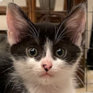 目ぢから強めのくこちゃん