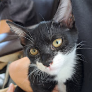 マスク顔のなつめちゃん