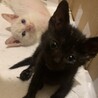 【生後2ヶ月】とても可愛くてイケメンな子猫兄弟 サムネイル4