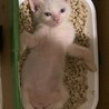 【生後2ヶ月】とても可愛くてイケメンな子猫兄弟 サムネイル5